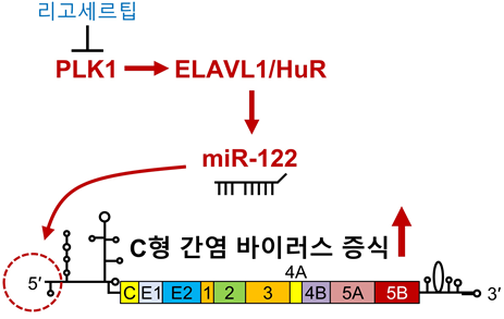 miR-122 조절 상위 신호전달 메커니즘.